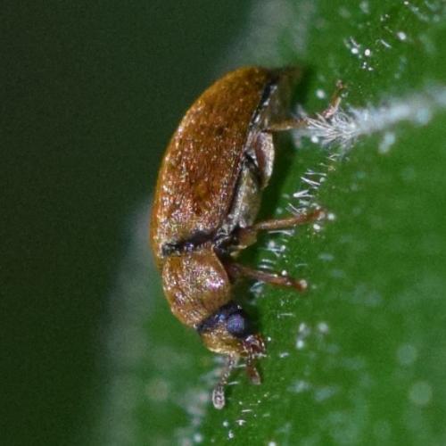 Byturus ochraceus